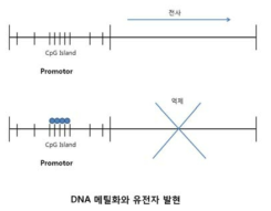 유전자의 promoter에 메틸화정도에 따른 유전자의 발현. 암세포에서는 유전자 promoter에 과메틸화가 일어나면 유전자의 발현이 억제되고, 자가면역질환의 예에서는 일부 유전자의 promoter에 메틸화가 없어지면 유전자의 발현이 증가한다고 알려져 있다