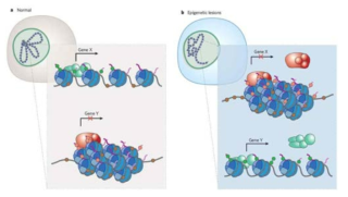 Epigenetic 변화의 특징. 유전적 변화의 특징은 잘 알려져 있으나 이에 비해 epigenetic 변화에 대해서는 잘 알려지지 않았다. 그림의 예에서는 epigenome에 결함이 생겨서 질환이 생길 수 있는 가능성을 설명하였다. a. X는 DNA methylation이 거의 일어나지 않아서 전사가 일어나는 유전자이고 (갈색 원), 따라서 크로마틴이 활성화되어 있는 구조이고 euchromatin 단백질 (녹색 단백질 복합체)과 상호작용을 하고 H3K9 acetylation 과 H3K4 methylation 과 같은 hisotne modificaion(녹색 원)이 되어 있다. Y는 전사가 일어나지 않는 비활성화유전자로 DNA methylation이 많이 일어나 있으며, 닫혀있는 크로마틴 구조로 되어있고, heterochromatin 단백질 (붉은 단백질 복합체)과 상호작용을 하고, H3K27 methylation와 같은 histone modification (핑크색 원)이 되어 있다. b. 비정상적인 세포에서는 DNA methylation, histone modification 그리고 chromatin protein의 변화에 의해 정상적으로 활성화된 유전자가 비활성화되거나 비활성유전자가 활성화될 수 있다. 또한 epigenetic change로 인해 암에서 EZH2에서와 같은 유전자 (X) 에서 heterochromatin 단백질 혹은 trithorax에서와 같은 유전자의 경우 euchromatin 단백질 (Y)의 수와 밀도가 변화할 수 있다. X 유전자와 같이 methylation이 아주 많이 일어나거나 Y 유전자에서와 같이 DNA methylation이 크게 감소할 수도 있다 (Nature, Feiberg, 2007)