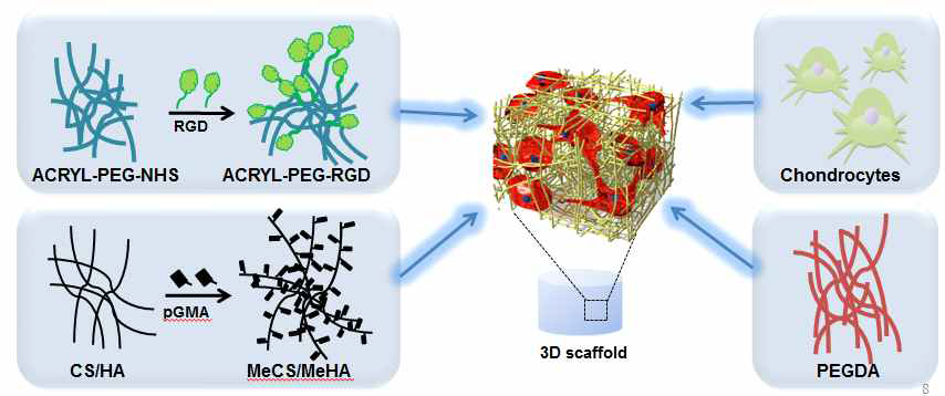 RGD 펩타이드가 도입된 생리활성 하이드로겔 제작 모식도