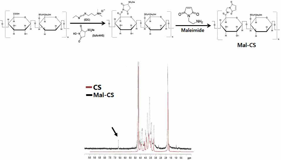 말레이미드가 도입된 chondroitin sulfate 고분자