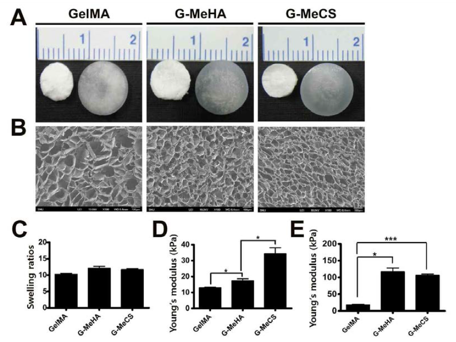 생리활성 Gelatin기반 cryogel형성 및 기계 물성도 측정