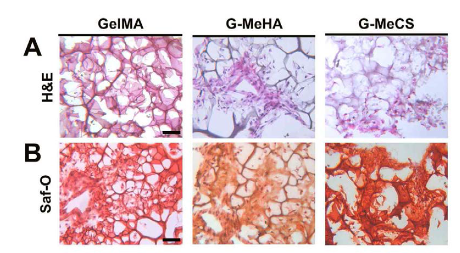 Gelatin기반 크라이오겔에서 조직학적 연구를 통한 ECM 단백질의 침착 및 분포도 확인