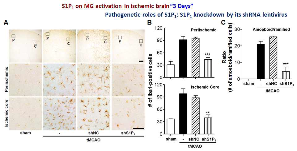 S1P1 shRNA를 활용한 허혈성뇌졸중에서 미세아교세포 활성화와 S1P1 활성화의 상관성 규명