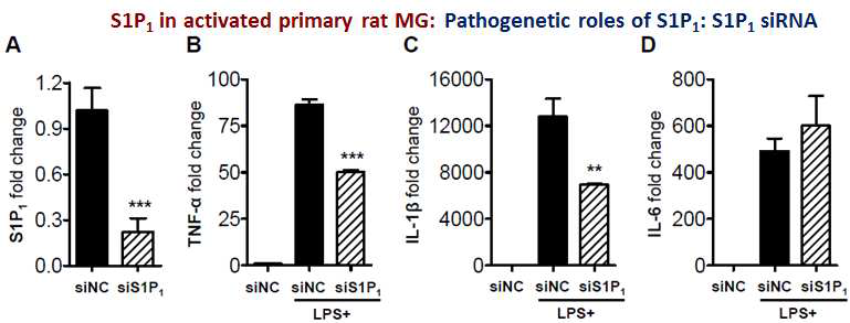 S1P1 siRNA를 활용한 활성화된 미세아교세포에 의한 신경염증반응과 S1P1 활성화의 상관성 규명