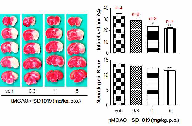 SD1019의 허혈성뇌졸중에서의 농도 의존적 뇌경색 및 신경기능저하 억제 효과
