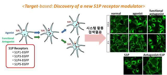 S1P 수용체 활성 조절물질 검색시스템 및 이를 활용한 유효물질 도출 예시