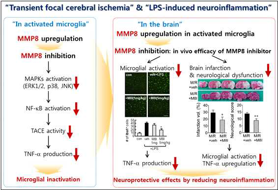 허혈성뇌졸중 치료제 개발을 위한 신규 표적분자로서의 MMP8 유용성 규명