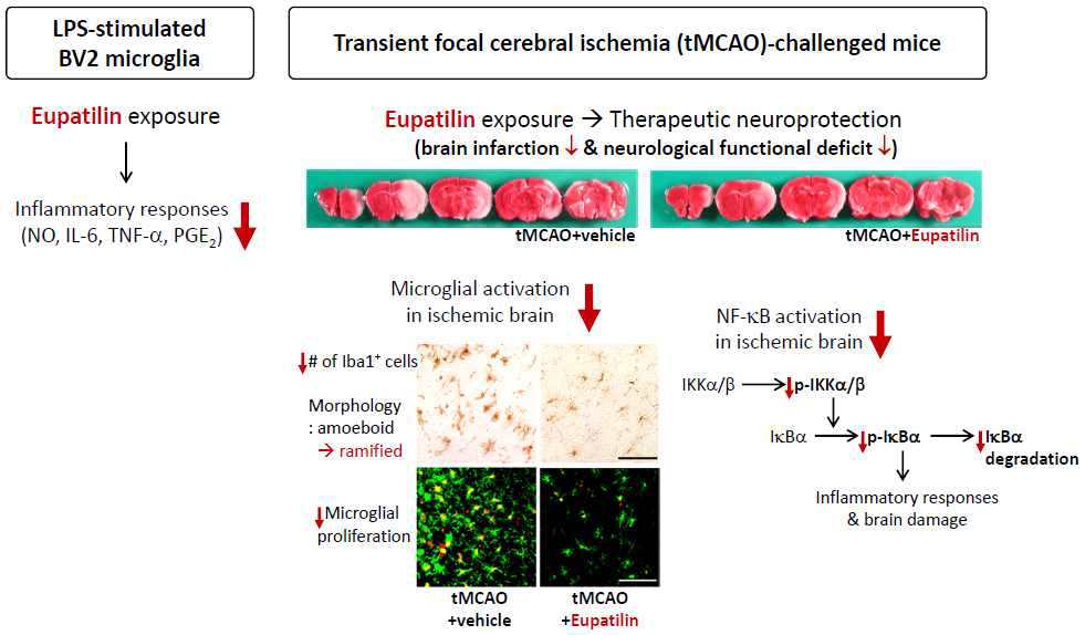 Eupatilin의 허혈성뇌졸중 치료 효과 및 이의 작용기전 규명