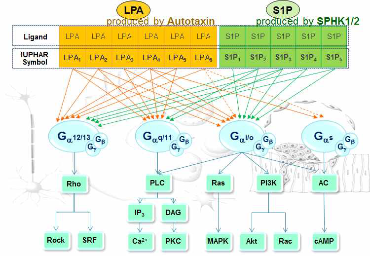 수용체 매개 lysophospholipid (LPA, S1P) 신호전달