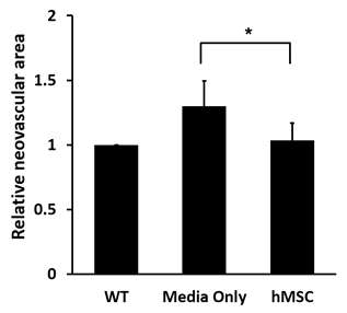 OIR P14에 세포배양액만 주사한 군에 비해 MSC를 주사한 군에서 유의하게 높은 신생혈관 억제효과를 보임