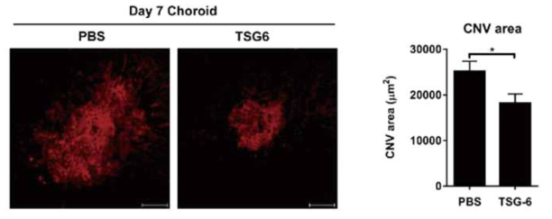 MSC가 분비하는 인자인 TSG-6를 안구 내 주사 한 후 맥락막 신생혈관의 면적 비교. TSG-6를 주사한 군에서 신생혈관 억제 효과를 보임