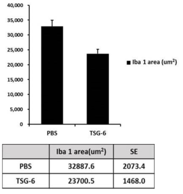 TSG-6를 주사한 군에서 Iba1+ 염증세포의 침윤 면적이 유의하게 감소함(P<0.01)