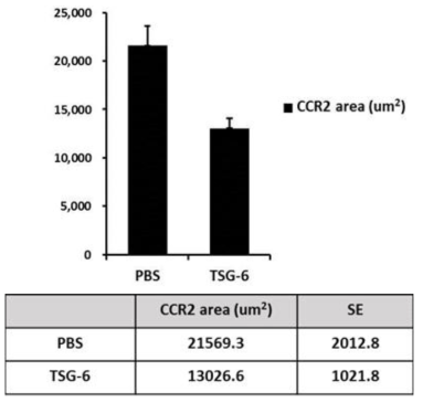 TSG-6를 주사한 군에서 CCR2+ 염증세포의 침윤 면적이 유의하게 감소함 (P<0.01)