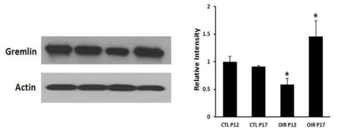 Mouse OIR과 대조군을 각 P12, P17에 적출 한 후 GREM-1 western blot을 시행함. 그 결과 OIR P12와 P17에서 대조군에 비해 상대적으로 단백질 발현정도에 차이를 보임