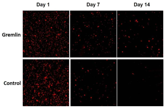 안구 내 주사 및 DTMR retrograde labeling을 시행한 후 confocal 현미경으로 RGCs 촬영함. 대조군에 비해 Gremlin을 주사한 모든 군에서 RGCs에 대한 높은 신경보호효과를 보임