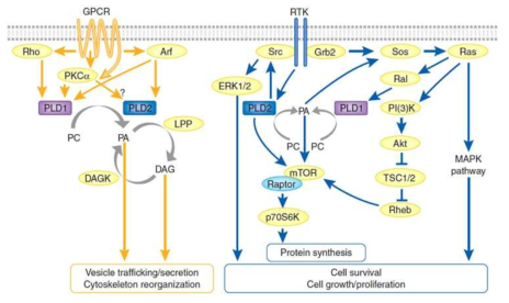 세포 표면 수용체 유도 PLD 활성화 경로 및 PLD에 의한 세포 생리활성 조절 효과 (Scott et al., Nat Chem Biol 2009;5:108)