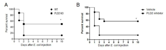 E. coli 주입 패혈증 동물 모델에서의 PLD2 결핍 및 PLD2 inhibitor가 패혈증 생존율에 미치는 영향