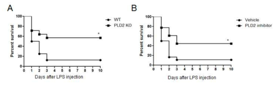 LPS 주입 패혈증 모델에서의 PLD2 결핍 및 PLD2 inhibitor가 패혈증 생존율에 미치는 영향