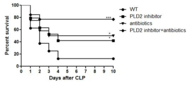 PLD2 inhibitor 및 항생제 (gentamycin + cephalosporin)의 조합적 사용에 의한 패혈증 치료효과