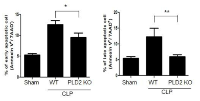 PLD2 결핍이 CLP 패혈증 모델에서 splenocytes의 사멸에 미치는 영향