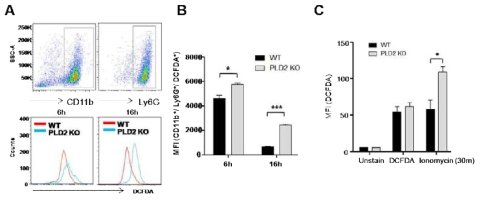 PLD2 결핍이 CLP 패혈증에서 neutrophil의 반응성 산소 생성에 미치는 영향