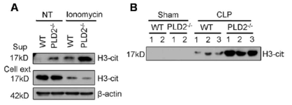 PLD2 결핍이 Histone-3 citrullination에 미치는 영향