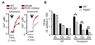 세포내 칼슘이온 변화와 bactericidal 활성에 에 PLD2가 미치는 영향