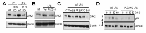 LPS자극에 의한 호중구에서의 GRK2 발현 조절에서의 PLD2가 미치는 영향