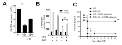 PLD2 결핍에 의한 패혈증 병리 조절에서의 CXCR2의 기능