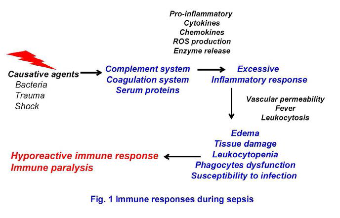 패혈증이 발병기전