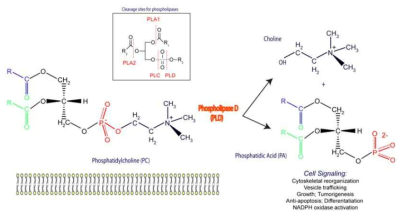 Phospholipase D는 phosphatidylcholine을 가수분해하여 phosphatidic acid와 choline을 생성함. (Gomez-Cambronero et al., TheScientificWorldJournal 2010;10:1356)