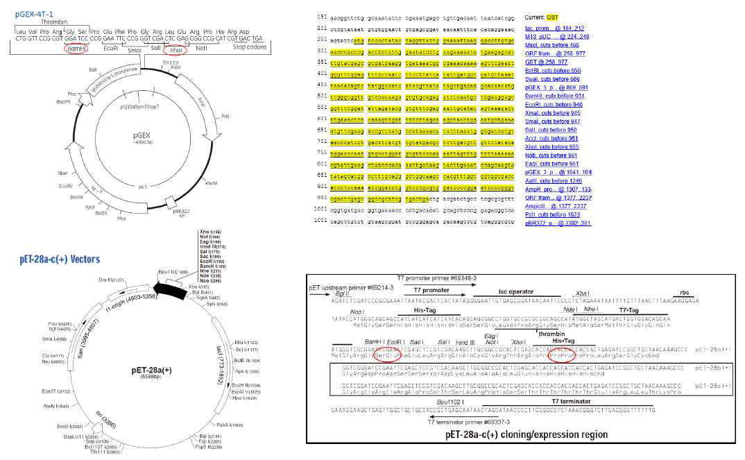 Ucma 재조합 단백질 제작을 위한 expression vector. [위]는 GST fusion 재조합 단백질을 위한 pGEX-4T-1이고 [아래]는 His tag 재조합 단백질 제작을 위한 pET-28a임. 각 벡터의 BamHI/XhoI site에 Ucma full-length cDNA를 삽입함