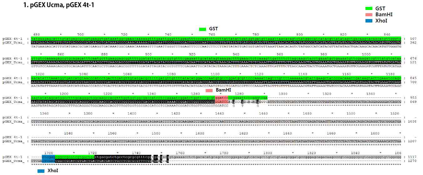 GST fusion된 Ucma 재조합 단백질을 위해 클로닝된 pGEX-Ucma DNA sequencing