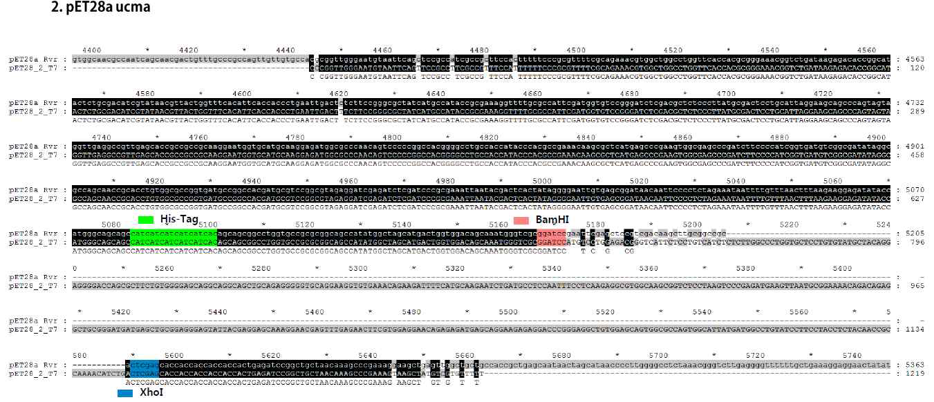 His tag 달린 Ucma 재조합 단백질을 위해 클로닝된 pET28a-Ucma DNA sequencing