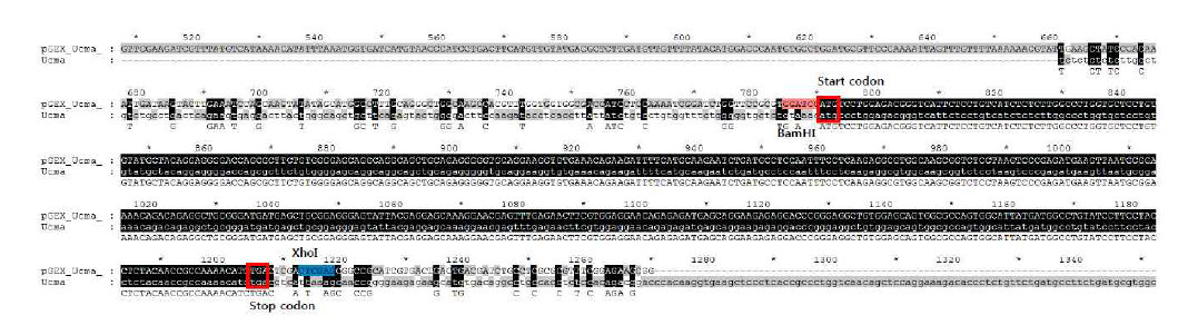 pGEX-Ucma에서 돌연변이 없이 GST fusion된 Ucma 단백질 발현을 위한 frame 확인