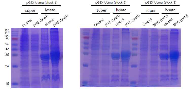 pGEX-Ucma로 GST fusion Ucma 단백질 induction 확인. 3개 stock 모두 1mM IPTG에서 가장 높은 induction을 보였고 soluble fraction인 supernatant에서는 확인되지 않고 대부분의 GST-Ucma 단백질이 cell lysate fraction에서 관찰됨