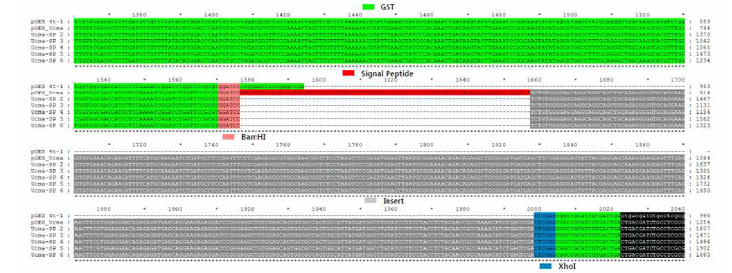 Signal peptide가 제거된 Ucma 재조합 단백질을 위해 클로닝된 pGEX-Ucma DNA sequencing