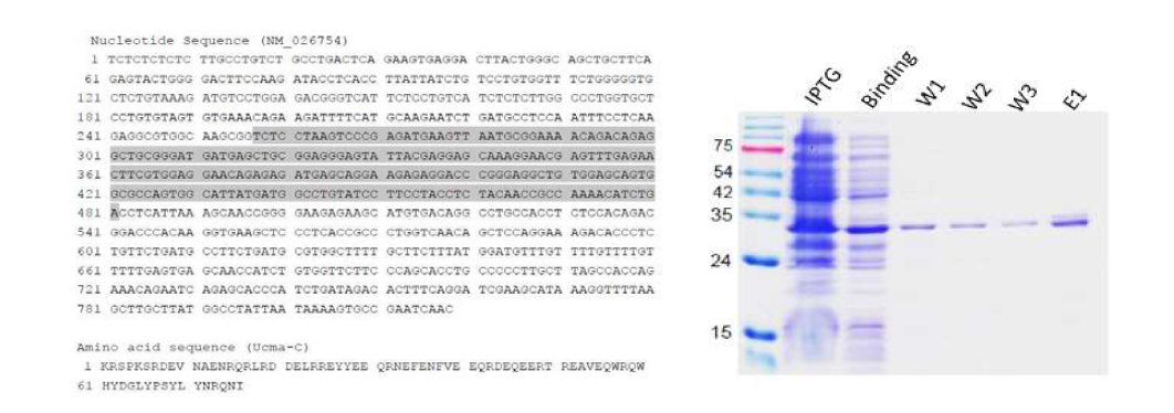 (왼쪽) GST-Ucma 재조합 단백질을 위해 DNA sequencing과 amino acid frame 재확인, (오른쪽) IPTG induction으로 soluble fraction의 GST-Ucma 단백질 확인 및 분리정제