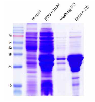 Ucma 단백질 유도의 최적 조건 확립 –30℃ 140rpm 0.1 mM IPTG overnight induction으로 soluble fraction의 GST-Ucma 단백질 확인, 분리정제