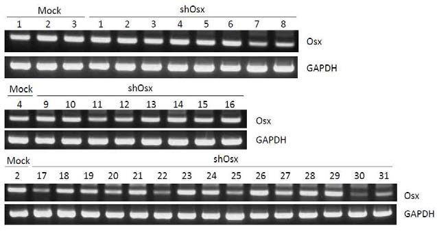 Osx shRNA에 의한 Osx knockdown MC3T3-E1 stable 클론 30개에서 Osx mRNA 발현을 RT-PCR로 확인