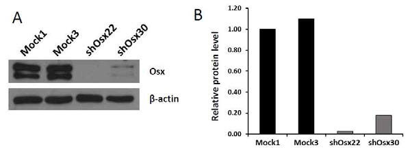 (A) 그림 10에서 확인된 9개의 Osx knockdown 클론 중에서 가장 감소가 많은 클론 22와 30을 선택하여 western blotting으로 Osx 단백질 발현을 확인 (B) Image J에 의한 Mock control에대한 상대적인 Osx 단백질 량