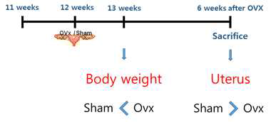 난소절제술 스케줄: 12주령의 성체 암컷 마우스의 난소를 절제하고 이후 난소절제된 암컷의 몸무게는 점차 증가하고, 수술후 6주 마우스 희생시에 자궁 무게는 감소함. Sham, sham operated controls; Ovx. ovariectomy