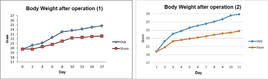 난소절제술 이후 암컷 마우스의 몸무게 증가 확인