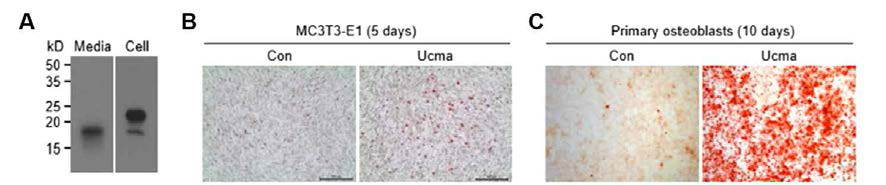 (A) Ucma protein was detected in the culture medium and cell lysates of 293FT cells transiently transfected with Ucma. (B, C) Increased formation of mineralized nodules was observed in MC3T3-E1 osteoblastic cells (B) and primary osteoblast cells (C) grown in a medium containing the secreted Ucma protein