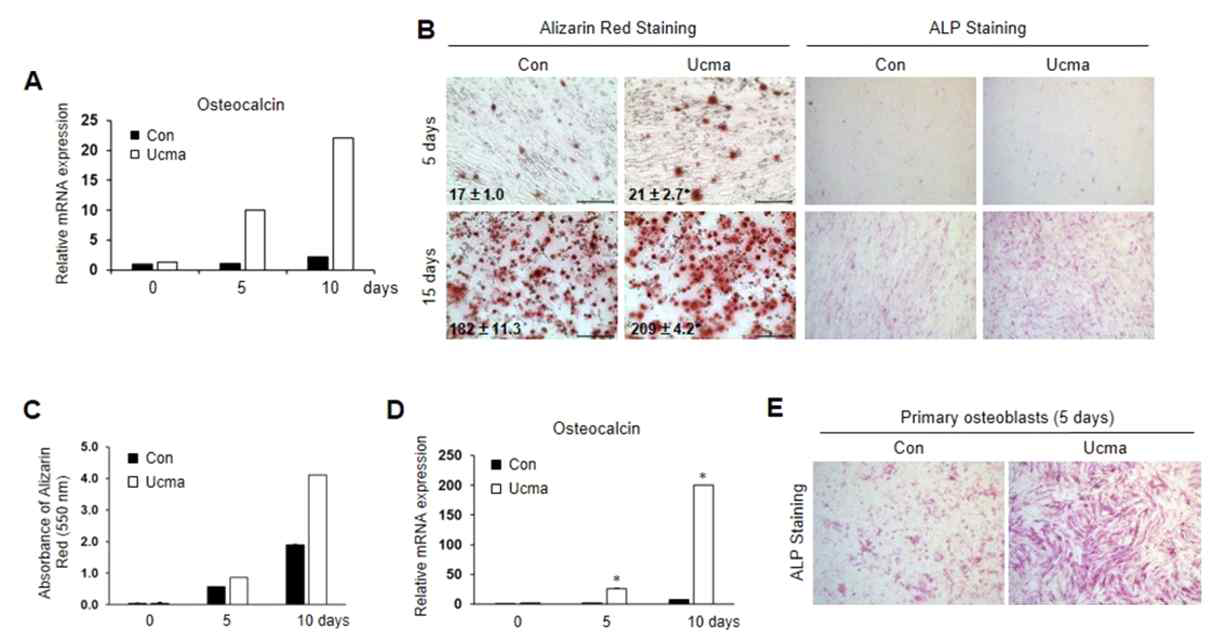 Mineralized nodule formation induced by secreted Ucma protein. (A) The expression level of osteocalcin was increased in MC3T3-E1 cells grown in a medium containing the Ucma protein. (B) Enhanced mineralization in MC3T3-E1 cells grown in a medium containing the secreted Ucma protein was analyzed by alizarin red S and alkaline phosphatase (ALP) staining. (C) OD measurements were used to evaluate the level of mineralized nodule formation. (D, E) Osteocalcin expression was increased and mineralization was enhanced in primary osteoblasts grown in a medium containing Ucma