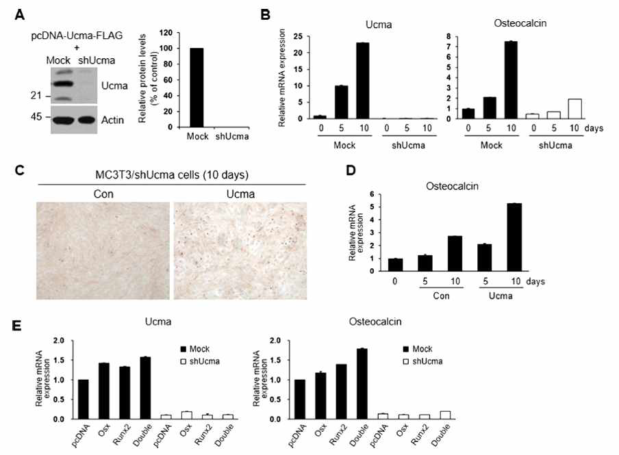 The effect of Ucma knockdown on osteoblast differentiation. (A) Ucma protein levels in mock and shUcma cells were analyzed by western blotting. (B) Ucma knockdown by shRNA resulted in the reduction of osteocalcin in MC3T3/shUcma cells. (C) Nodule formation increased in MC3T3/shUcma cells cultured in a medium containing the secreted Ucma protein. (D) The expression of osteocalcin was increased in MC3T3/shUcma cells grown in a medium containing the Ucma protein. (E) The mRNA expression of Ucma and osteocalcin did not change in MC3T3/shUcma cells overexpressing Runx2 or Osx compared to MC3T3/mock cells