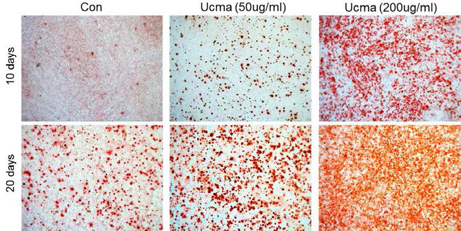Enhance nodule formation in MC3T3-E1 osteoblasts treated with Ucma recombinant protein for differentiation