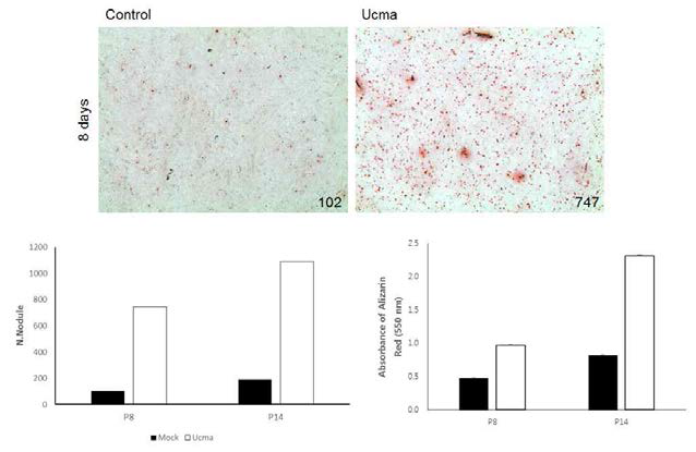 Enhance nodule formation in MC3T3-E1 osteoblasts treated with Ucma recombinant protein for 8 days of differentiation. OD measurements were also used to evaluate the level of mineralized nodule formation