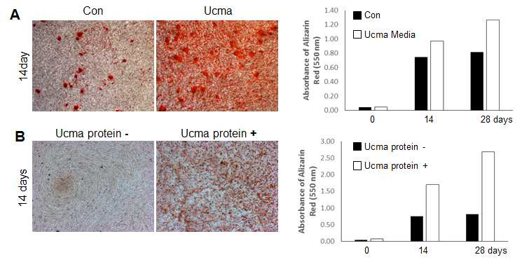 Enhanced mineralized nodule formation induced by secreted Ucma protein (A) and Ucma recombinant protein (B) in shOsx knockdown osteoblasts