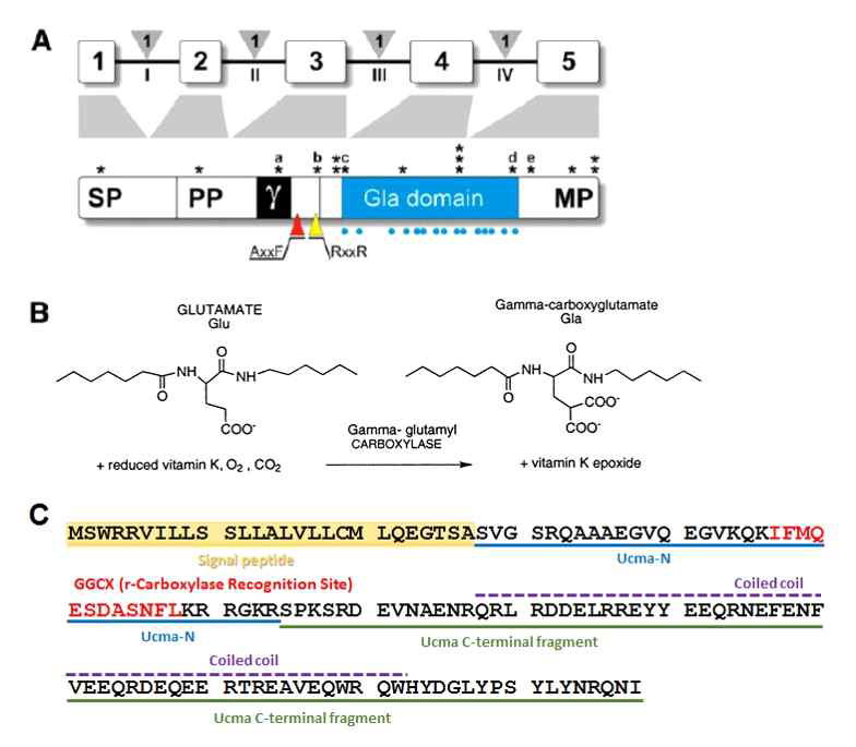 (A) Ucma의 transcript와 translation. Ucma의 절반이 Gla 도메인임. (B) Glutamate가 γ-glutamyl carboxylase에 의해 γ-carboxyglutamate (Gla)로 바뀜. (C) Ucma의 138개 아미노산